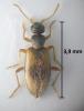 Anthicus sellatus